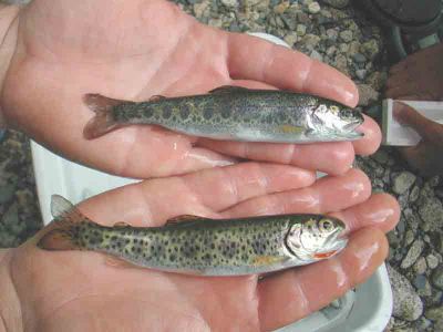 Cutthroat and Rainbow Trout Smolts
This is a comparison of a Cutthroat and Rainbow Trout in the smolt stage.  Can you tell the difference?
Keywords: stewardship stewards streamkeepers cutthroat rainbow trout fish habitat assessment watershed management riparian zone ecosystem