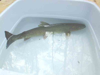 Cutty
This is a Cutthroat Trout in the anestetic tank before a length/weight assessment.  
Keywords: stewardship stewards streamkeepers cutthroat trout fish habitat assessment watershed management riparian zone ecosystem