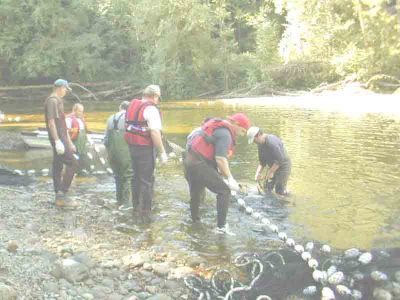 Chinook Brood Stock Capture
Volunteers helping the Conuma Hatchery collect Chinook salmon broodstock from the Tlupana River.
Keywords: stewardship stewards streamkeepers volunteers conuma hatchery chinook salmon tlupana river fish habitat assessment watershed management riparian zone ecosystem