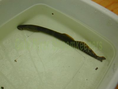 Lamprey Eel
Photo of a lamprey eel captured in the Coho Fence on Dunlop Creek and placed in an anesthesia solution before taking measurements and recording the data.
