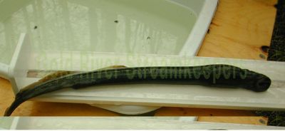 Lamprey Eel
Photo of a full length lamprey eel captured from the Dunlop Creek Coho Fence and after being placed in an anesthesia solution it was placed on the measurement tool for recording before releasing back into the creek.
