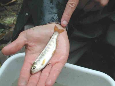 Coho Smolt
Here is a Coho smolt from Dunlop Creek.  
Keywords: stewardship stewards streamkeepers coho smolt fish habitat assessment watershed management riparian zone ecosystem