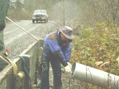 Coho Transplant
Vaughn Michaud placing an adult female Coho into the chute that leads into the upper Conuma River.  
Keywords: stewardship stewards volunteers streamkeepers coho salmon conuma river fish habitat assessment watershed management riparian zone ecosystem