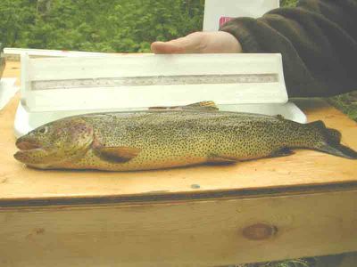 Cutthroat Trout
This big Cutthroat Trout was caught in the Dunlop Creek Coho Indicator Fence.  A lenght/weight assessment was completed and the fish was released back into the creek.
Keywords: stewardship stewards streamkeepers fish habitat assessment cutthroat trout watershed management riparian zone ecosystem