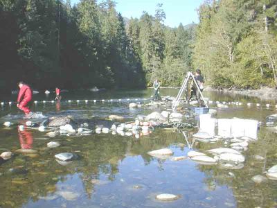 Setting the Net on the Gold River
Volunteers setting the net to capture Gold River Chinook brood stock in behind the Rod and Gun Club.
Keywords: stewardship stewards volunteers streamkeepers chinook salmon fish habitat assessment watershed management riparian zone ecosystem