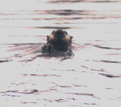 seaotter.jpg